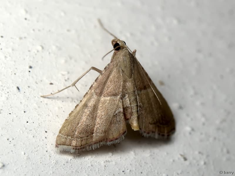 Endotricha flammealis (Denis & Schiffermüller, 1775)